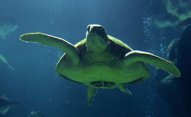 Sea Turtle